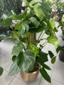 Monstera deliciosa, monstera dziurawa na paliku