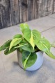 Philodendron Scandens Brasil