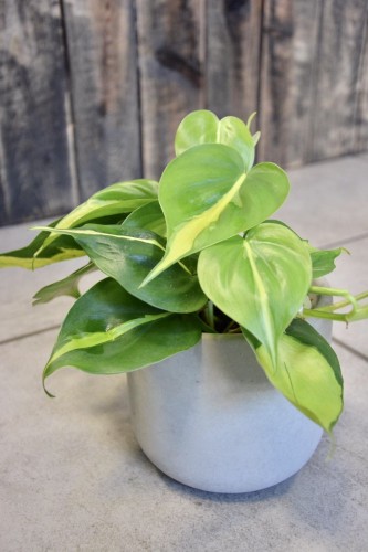 Philodendron Brasil