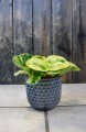 Peperomia obtusifolia Green Gold