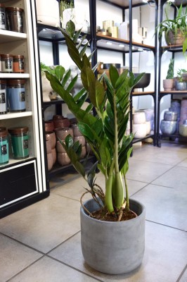 Zamioculcas zamiifolia Supernova, zamiokulkas