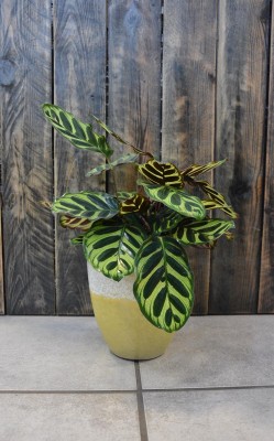 Calathea Makoyana, kalatea
