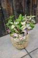 Tradescantia quadricolor Trzykrotka