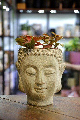 osłonka budda mała