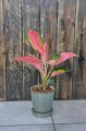Aglaonema Orange Star