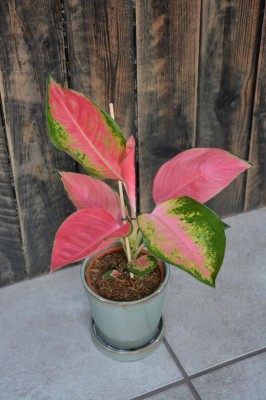 Aglaonema Orange Star