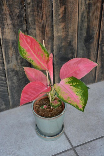 Aglaonema Orange Star