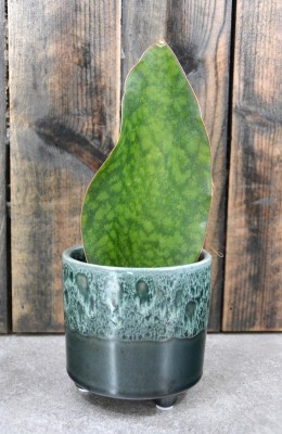Sansevieria masoniana