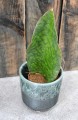 Sansevieria Masoniana