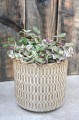 Tradescantia Tricolor Trzykrotka