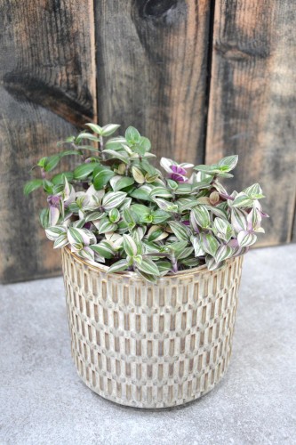 Tradescantia Tricolor Trzykrotka