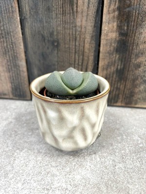 Lithops, kamienie szczęścia