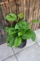 Monstera pinnatipartita