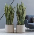 Pottery Pots Patt Grey Washed