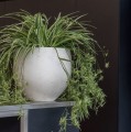 Pottery Pots Mini Orb Grey washed