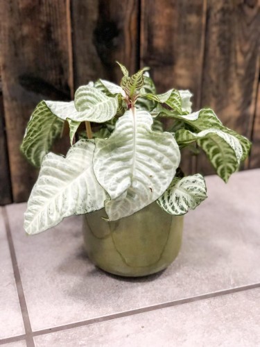Aphelandra squarrosa White Wash