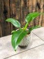 Filodendron martianum Fatboy