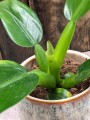 Philodendron martianum Fatboy