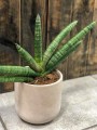 Sansevieria Skyline .jpg