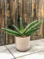 Sansevieria Skyline.jpg