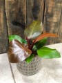 Filodendron Sunlight