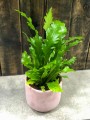 Asplenium nidus Campio
