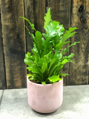 Asplenium nidus Campio, zanokcica