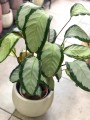 Calathea picturata Argentea