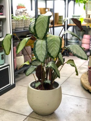 Calathea picturata Argentea, kalatea