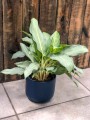 Aglaonema Ghost Frosted