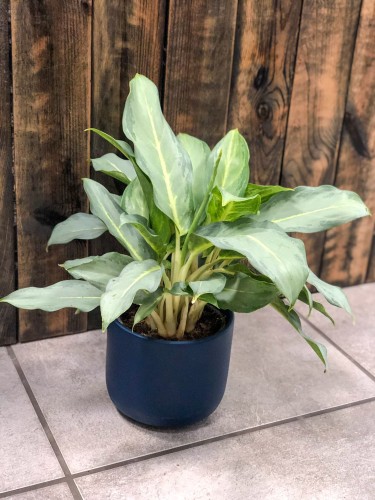 Aglaonema Ghost Frosted