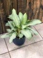Aglaonema Ghost Frosted
