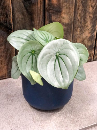 Peperomia Ice Queen