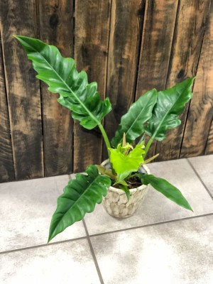 Philodendron Narrow Escape, filodendron L