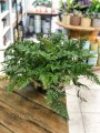 Humata tyermanii Davallia