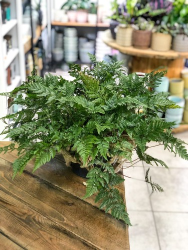 Humata tyermanii Davallia