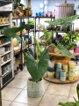 Alocasia Zebrina
