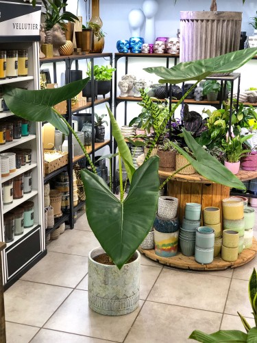 Alocasia Zebrina