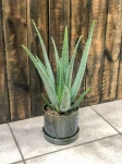 Aloe vera, aloes