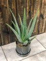 Aloes