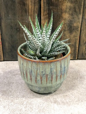 Haworthia fasciata Alba, haworsja pasiasta