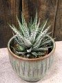 Haworthia fasciata Alba Haworsja pasiasta