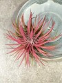 Tillandsia ionantha Red Oplątwa Czerwona
