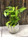 Vanilla planifolia orchidea variegata