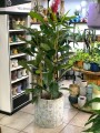 Ficus Benghalensis Roy