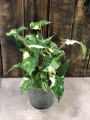 Syngonium podophyllum Albo variegata