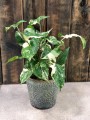 Syngonium podophyllum Albo variegata