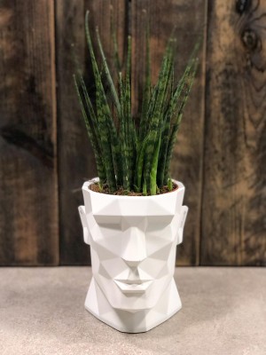 Sansevieria Fernwood Mikado