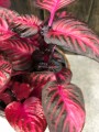 Iresine herbstii Rich Red Star
