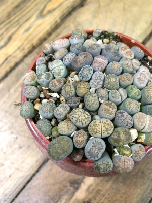 Lithops, kamienie szczęścia M